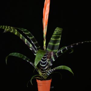 Vriesea splendens