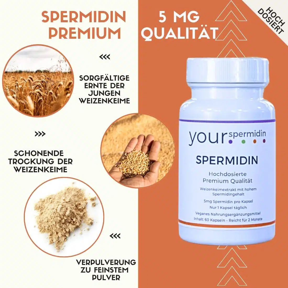 Spermidin – Premium Qualität, 5mg hochdosiert, 2 Monatspackung, 60 Kapseln – Bild 4