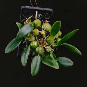 Bulbophyllum oblongum (aufgebunden)