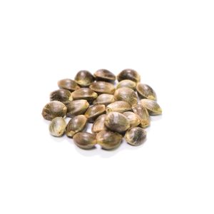 CBD Samen Herbatonic
