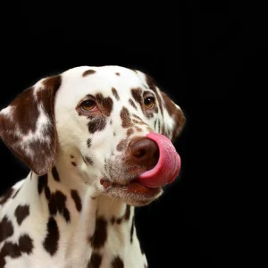 Hundetee Wauzi´s Kussfrisch
