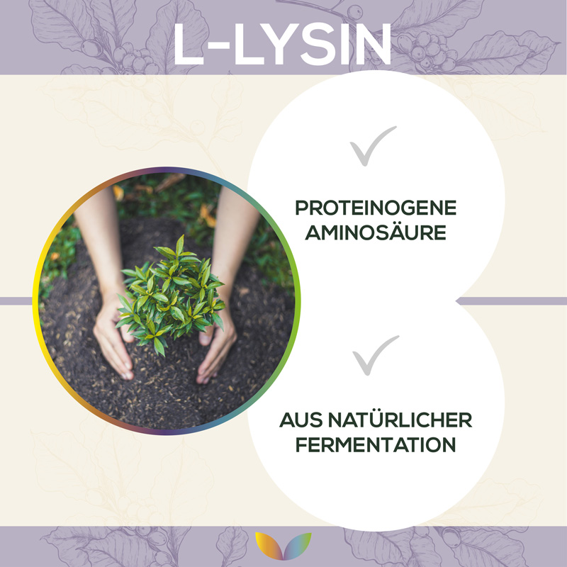 L-Lysin Pulver – Bild 5
