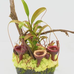 Nepenthes jamban (Barisan Mountains, Sumatra)