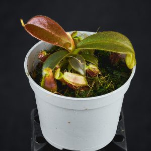 Nepenthes mapuluensis × mollis