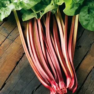 Rhabarber Rheum 'Victoria' Biologisch