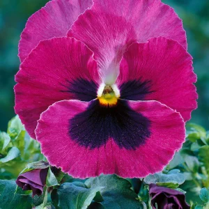 Veilchen 'Swiss Giants Claret'