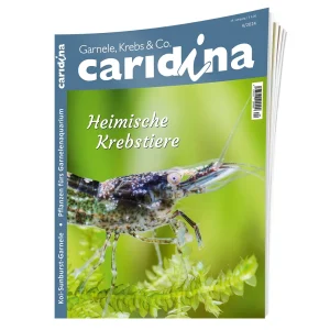 caridina 2024/4 | Zeitschrift