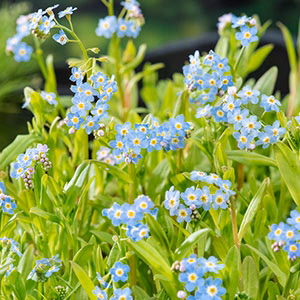 Vergissmeinnicht Myosotis palustris lila - Sumpfpflanze, Uferpflanze