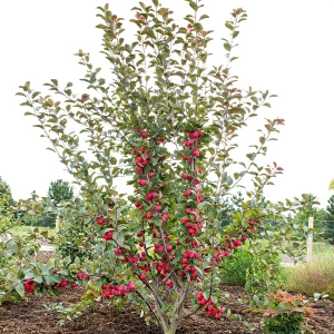 Apfelbaum Malus 'Appletini' rot - Winterhart
