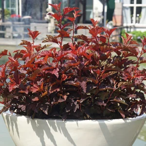 Blasenspiere 'Little Angel' rot - Winterhart