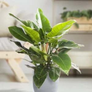 Philodendron 'Imperial Green'