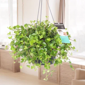 Schwanenschuppen Peperomia rotundifolia - Hängepflanze