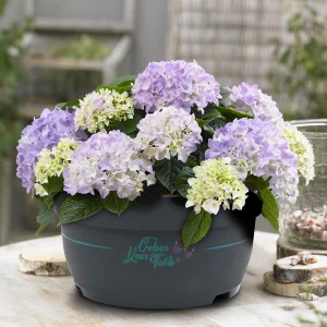 Bauernhortensie Hydrangea 'Table' Blau - Winterhart