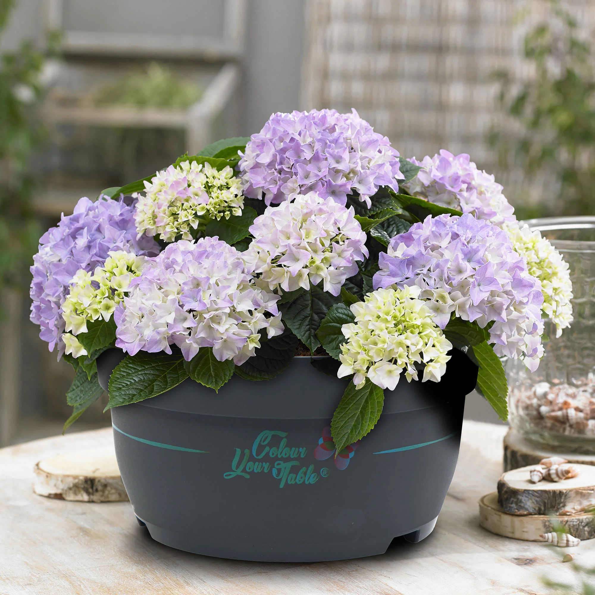 Bauernhortensie Hydrangea 'Table' Blau - Winterhart – Bild 2