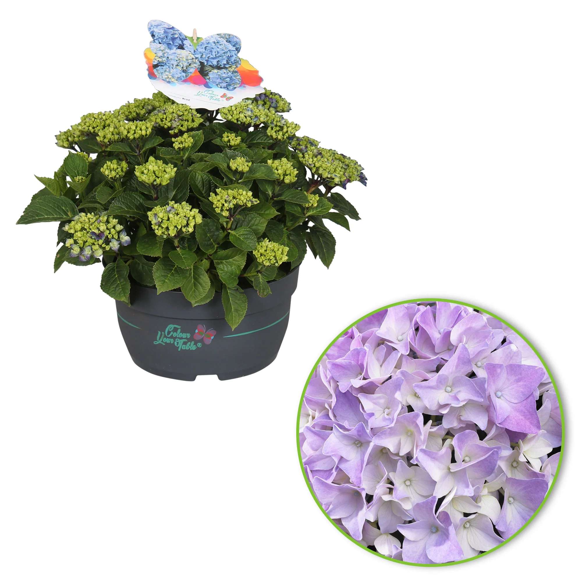 Bauernhortensie Hydrangea 'Table' Blau - Winterhart – Bild 5