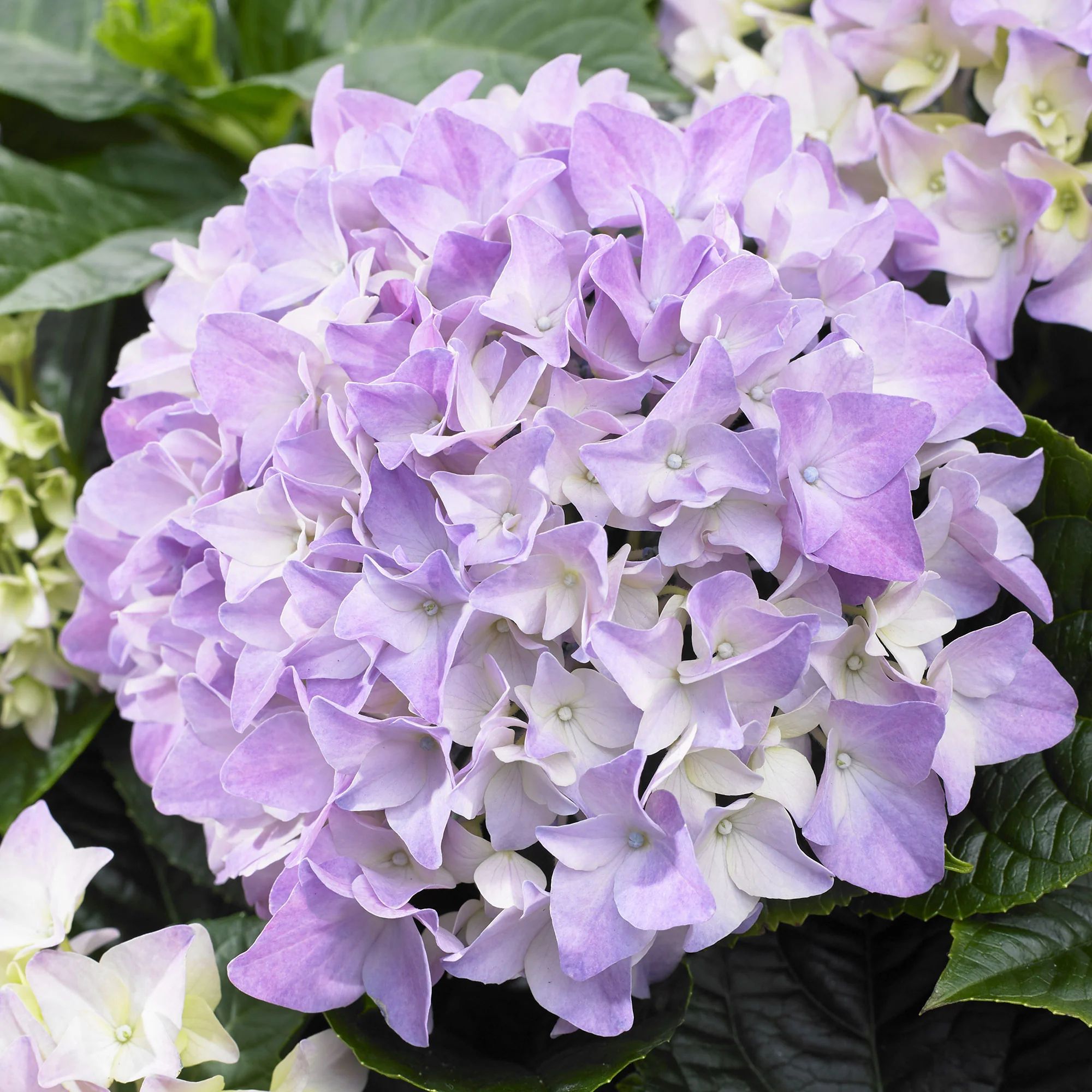 Bauernhortensie Hydrangea 'Table' Blau - Winterhart – Bild 4