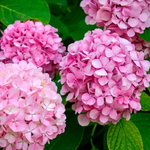 Bauernhortensie Hydrangea macrophylla Rosa - Winterhart