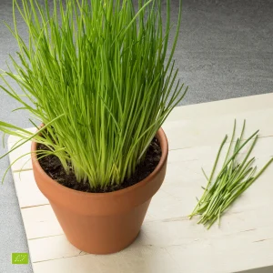 Schnittlauch Allium schoenoprasum – Bio