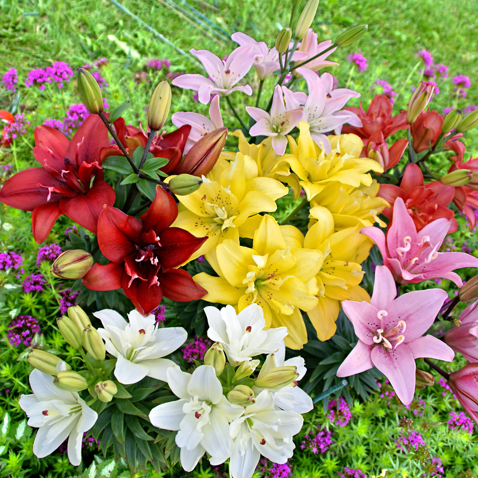 5x 0 Lilien Lilium - Mischung 'Ultimate Touch'