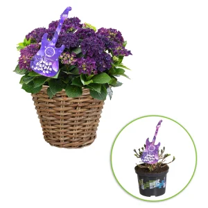 Bauernhortensie Hydrangea macrophylla Lila inkl. Weidenkorb - Winterhart