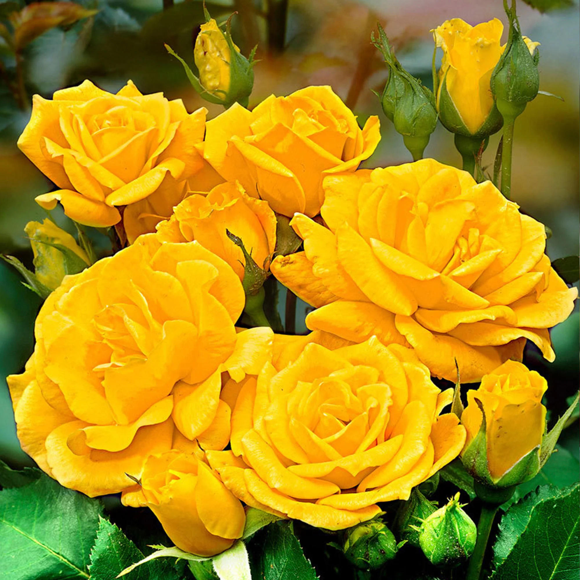 Großblütige Rose Rosa 'Friesia' gelb - Winterhart – Bild 3
