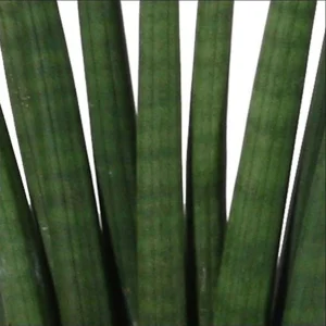2x Bogenhanf Sansevieria 'Fan'