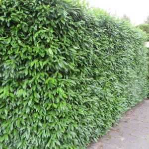 Lorbeerkirsche 'Caucasica' - Winterhart