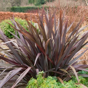 Neuseeländer Flachs 'Rubra Nana' Lila - Winterhart