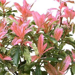 Glanzmispel Photinia 'Pink Crispy' grün-rosa - Winterhart