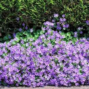Polsterglockenblume Campanula portenschlagiana - blauviolette - biologisch