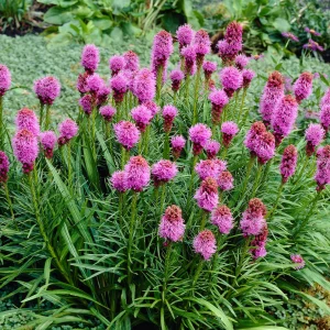 Pfeifenputzer Liatris spicata 'Kobold' - Biologisch lila - Winterhart