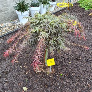 Japanischer Ahorn Acer 'Nimura Princess' rot - Winterhart