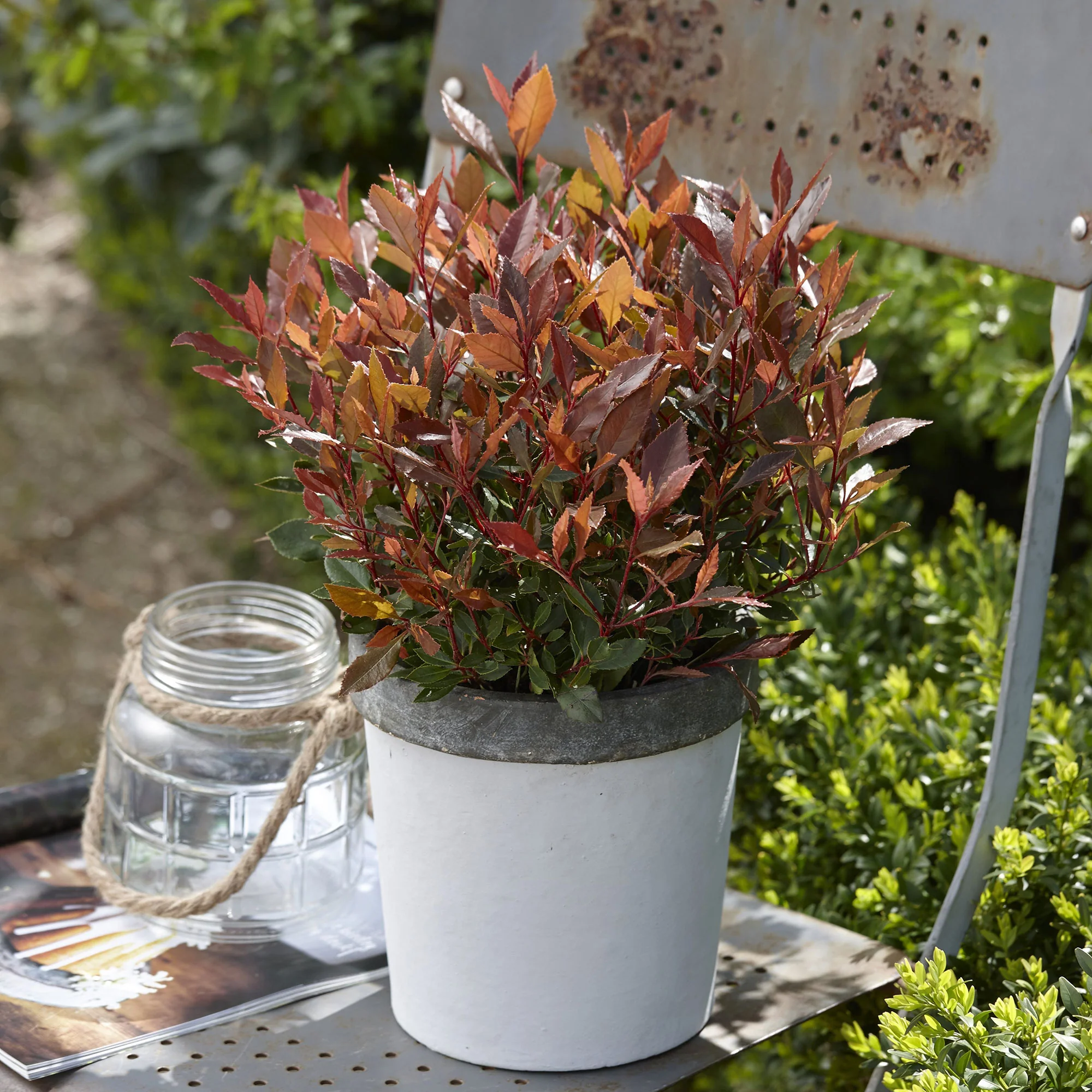 Glanzmispel Photinia 'Chico' grün-rot - Winterhart – Bild 2