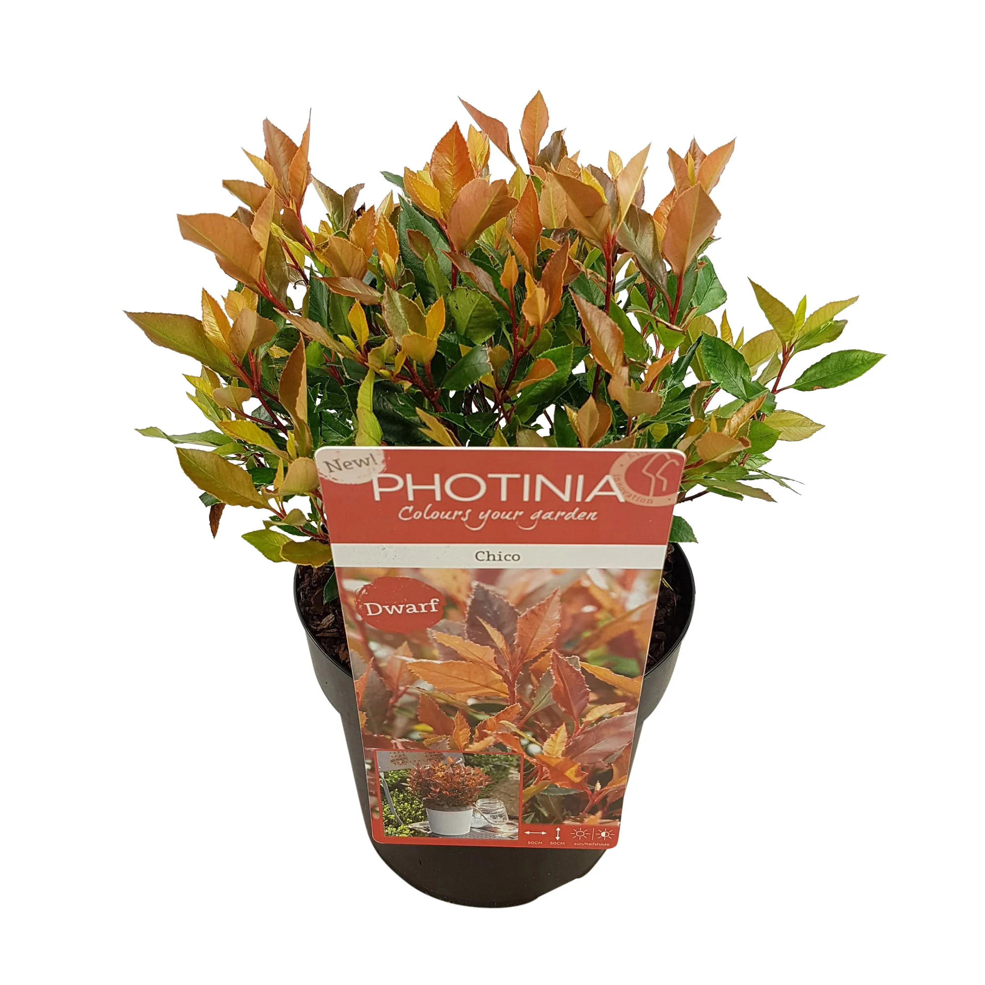 Glanzmispel Photinia 'Chico' grün-rot - Winterhart – Bild 5