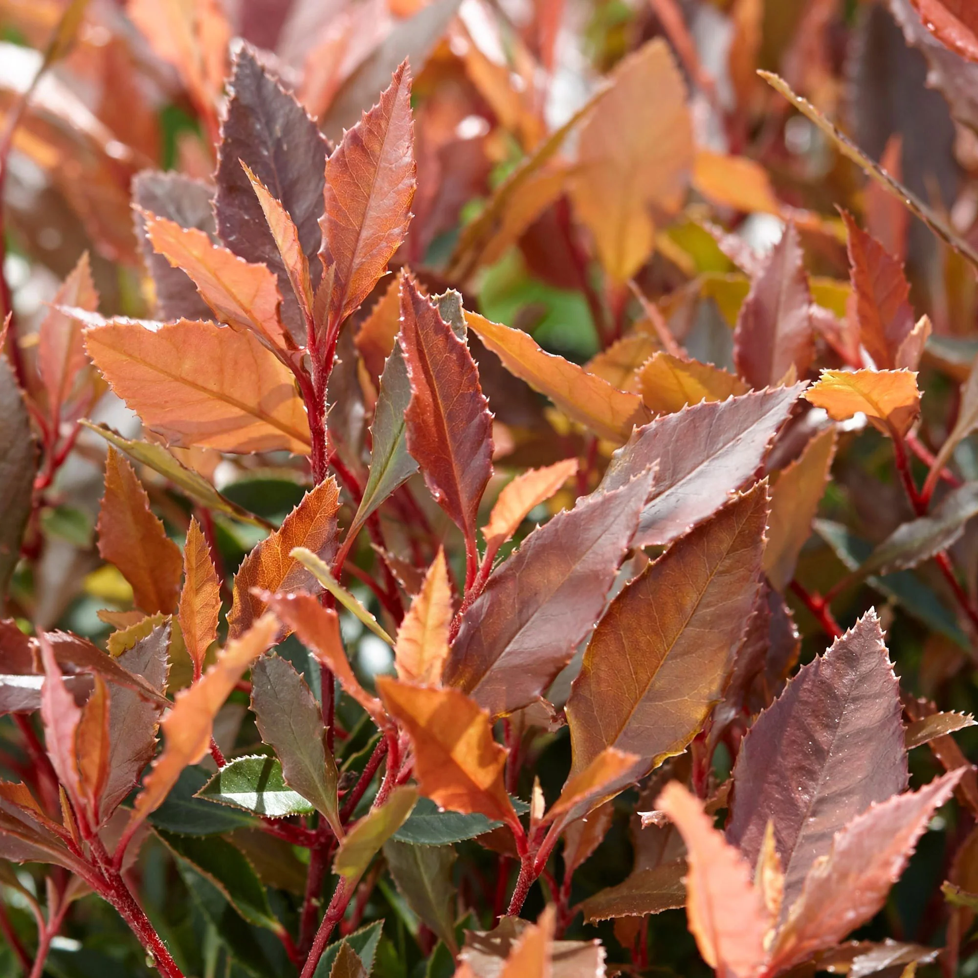 Glanzmispel Photinia 'Chico' grün-rot - Winterhart – Bild 4
