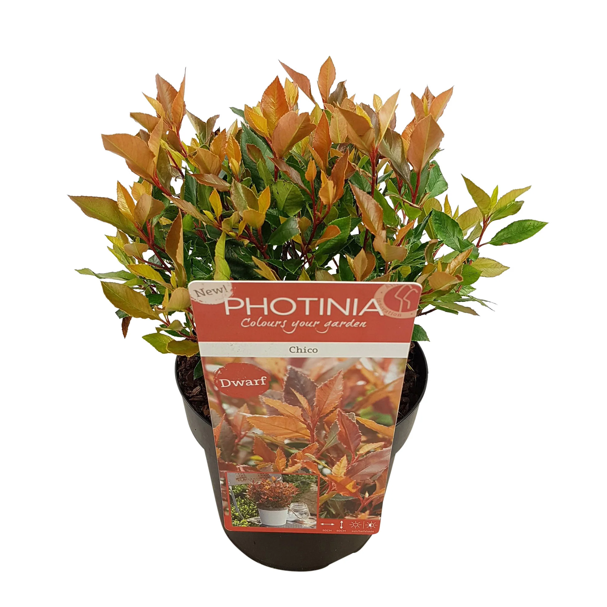 Glanzmispel Photinia 'Chico' grün-rot - Winterhart – Bild 6