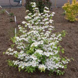 Japanischer Schneeball Viburnum 'Kilimandjaro Sunrise' rosa-weiβ - Winterhart