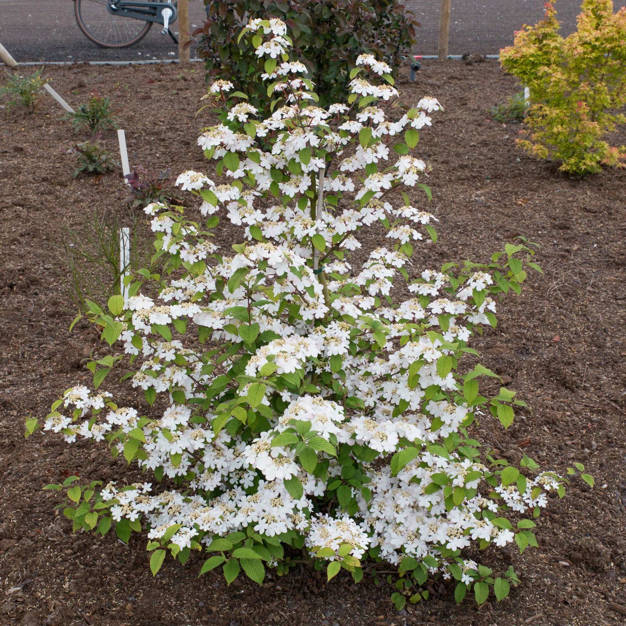 Japanischer Schneeball Viburnum 'Kilimandjaro Sunrise' rosa-weiβ - Winterhart