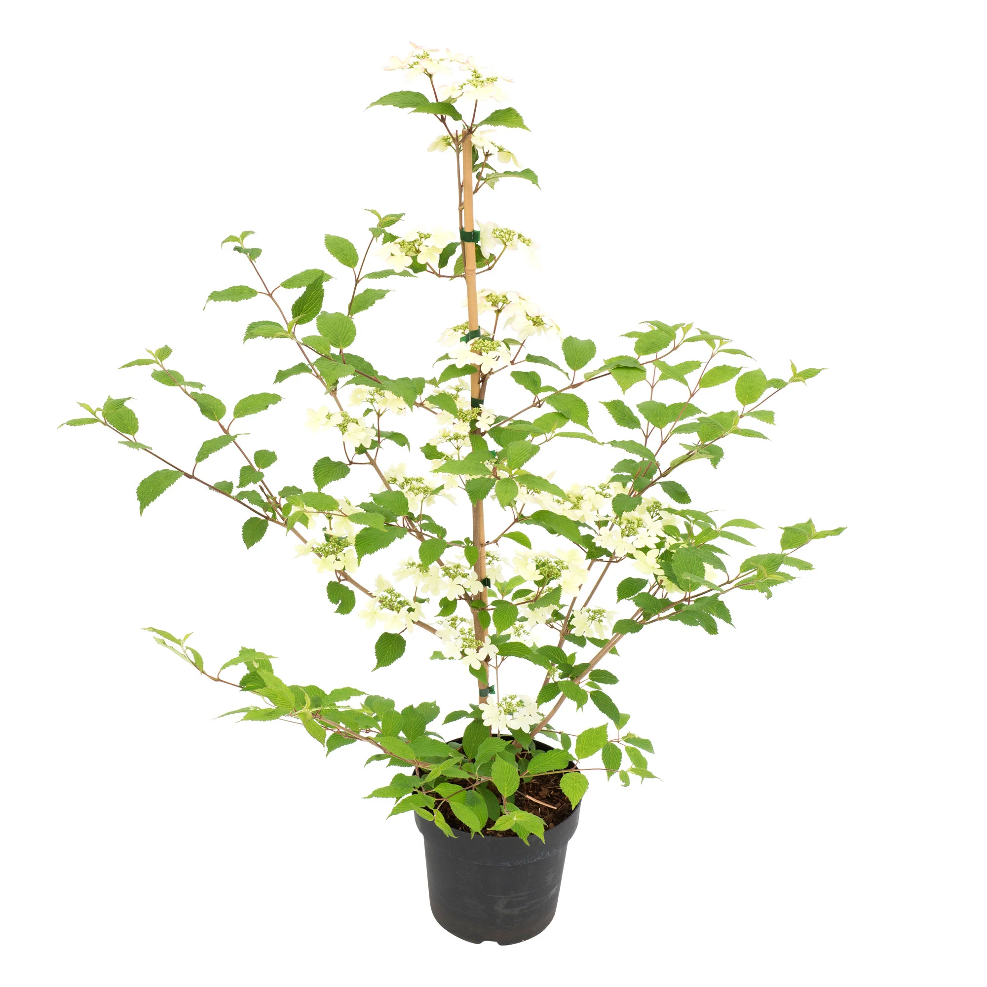 Japanischer Schneeball Viburnum 'Kilimandjaro Sunrise' rosa-weiβ - Winterhart – Bild 5