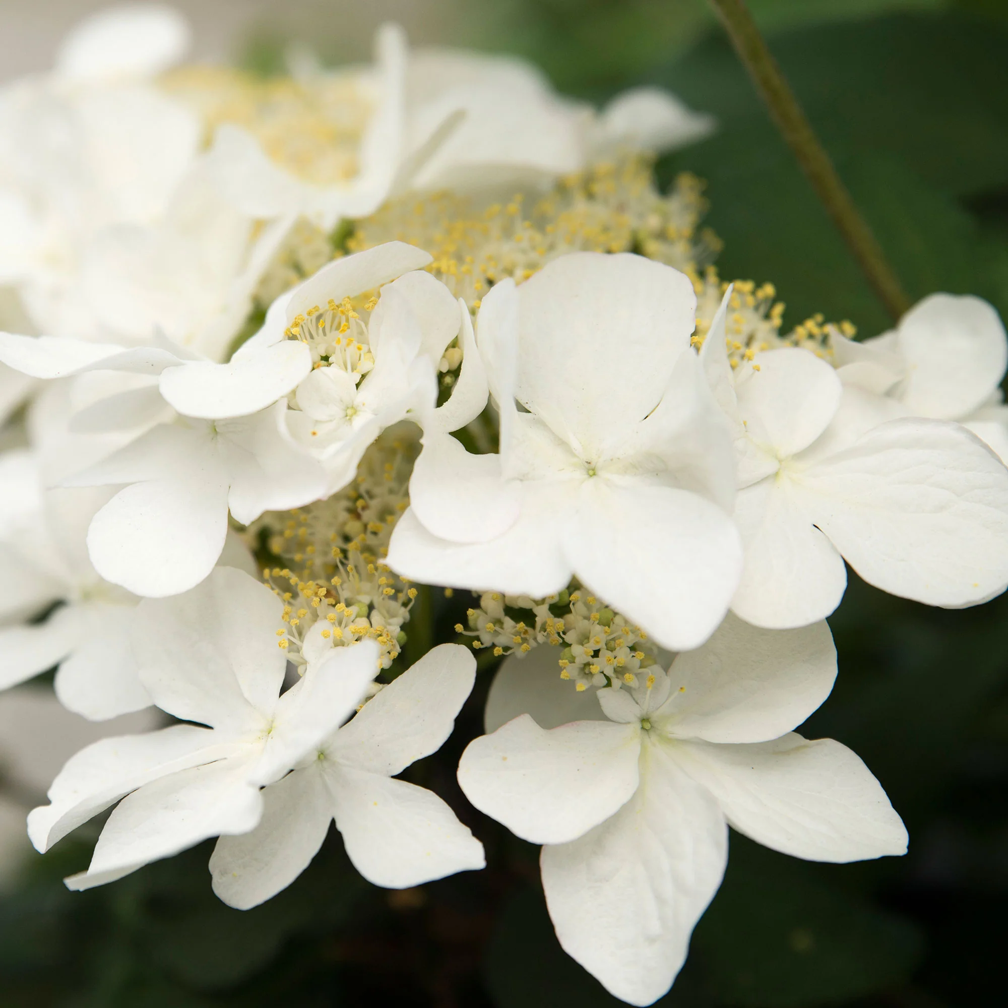 Japanischer Schneeball Viburnum 'Kilimandjaro Sunrise' rosa-weiβ - Winterhart – Bild 4