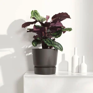 Calathea 'Medaillion'