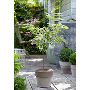 Kastanie Castanea sativa - Bio - Winterhart