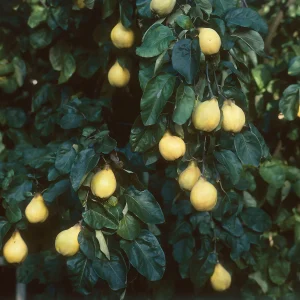 Quittenbaum Cydonia 'Vranja' - Bio - Winterhart