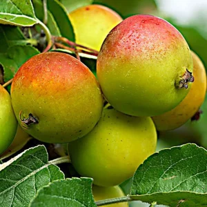 Apfelbaum Malus domestica 'Gala' Weiß-Rot-Grün - Bio - Winterhart