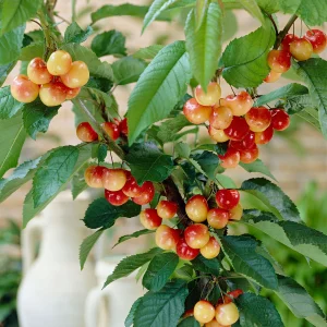 Zwerg-Kirschbaum Prunus avium 'Bigarreau Napoléon' Grün-Rot-Weiß - Bio - Winterhart