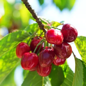Zwerg-Kirschbaum Prunus avium 'Regina' Grün-Rot-Weiß - Bio - Winterhart