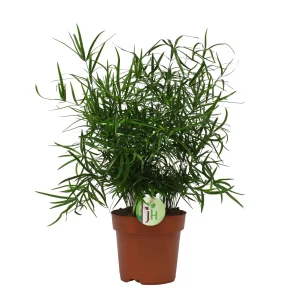 Spargelpflanze Asparagus falcatus