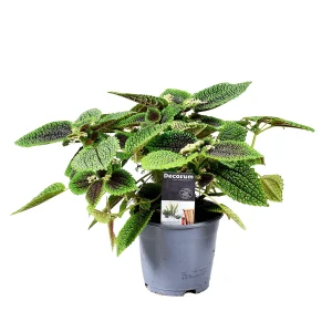 Pilea 'Moonvalley'