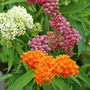 Seidenpflanze Asclepias - Mischung - Wurzelnackte Pflanzen - Winterhart