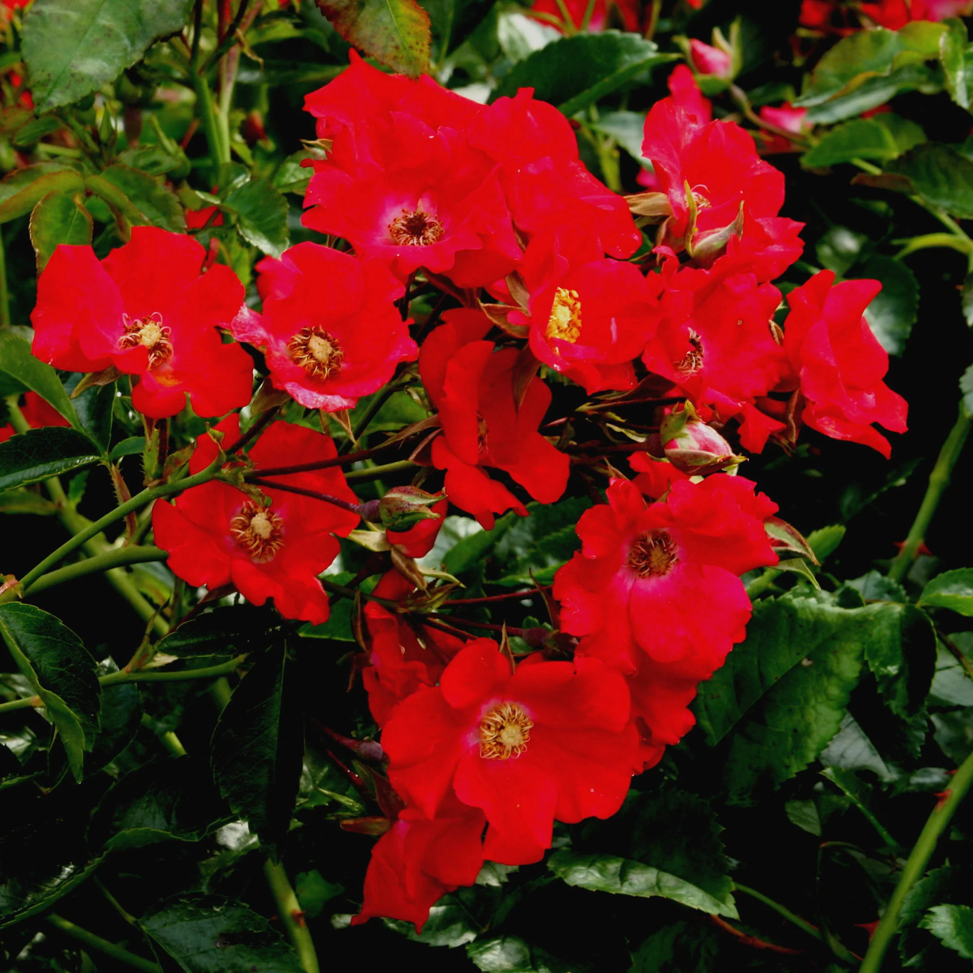 Rose Rosa 'Weg der Sinne'® Rot - Winterhart – Bild 3